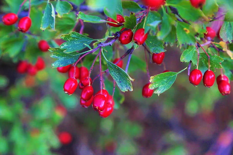 cranberry, merah, alam, musim gugur, tanaman, buah, pohon, minus, kesehatan, hijau