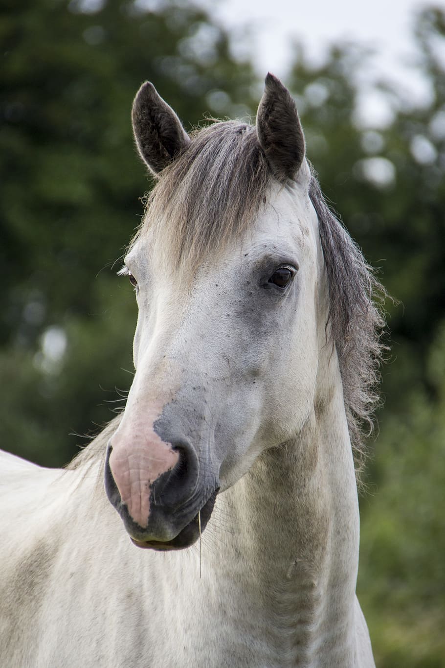 white, grey, horse, white horse, irish horse, mammal, animal, stallion, equine, farm