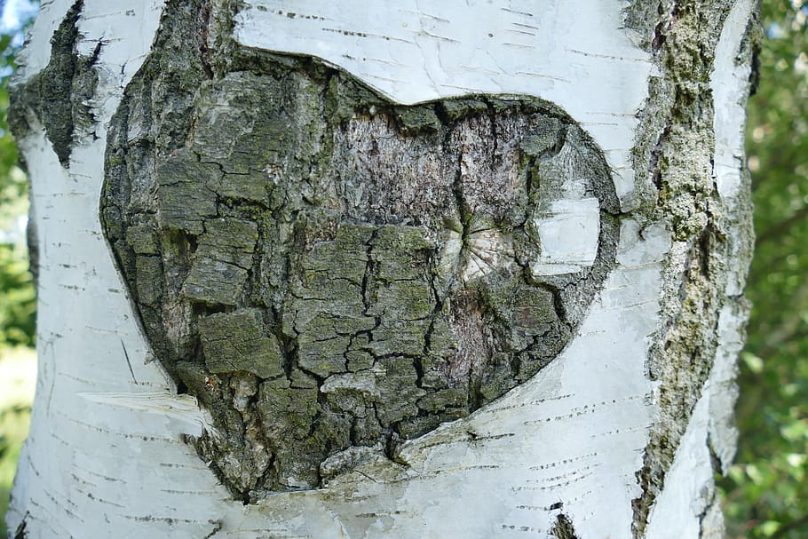 gris, marrón, madera de corazón, tallado, abedul, árbol, corteza, corazón, amor, promesa