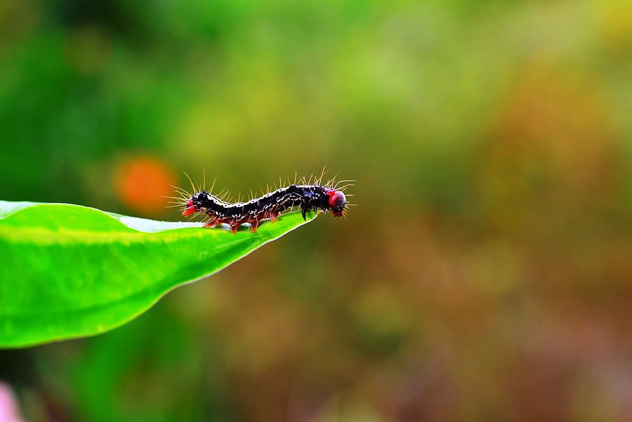 caterpillar, insect, hairy caterpillar, animal, larva, crawl, animals in the wild, invertebrate, animal wildlife, animal themes