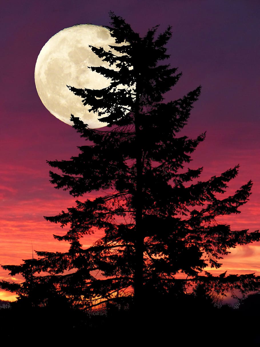 foto de silhueta, preto, alto, árvore, completo, lua, fantasia, luz, lua cheia, abeto