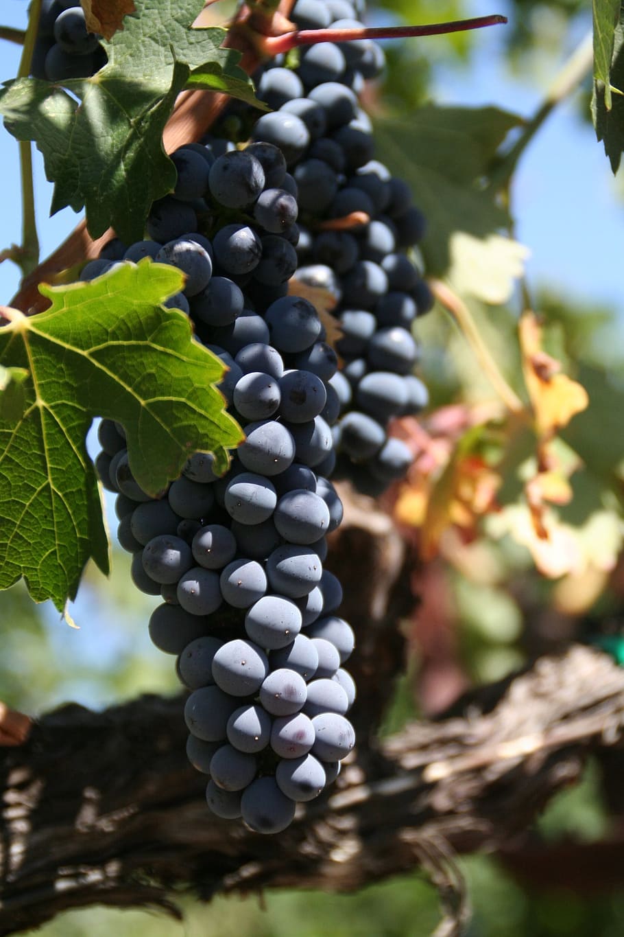 ripe bunch of grapes, vine, sunny, leaves, vineyard, vine leaf, wine, green foliage, nature, red grape