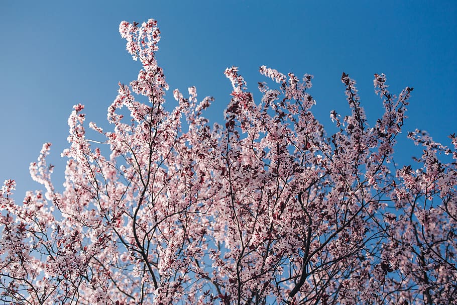 flowers, flora, blue sky, blooming, spring, blossom, twig, branch, Pink, flowering plant