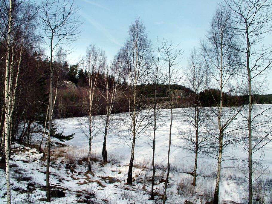 Swedia, musim dingin, pemandangan, salju, indah, es, tradisional, utara, skandinavia, beku