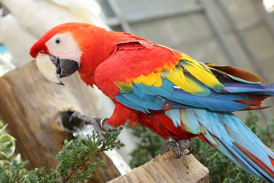 beautiful macaw, macaw, cute parakeet, rare macaw, parrot, cute parrot, macaw 7-color long tail rare, macaws beautiful, macaws, macaws of south america