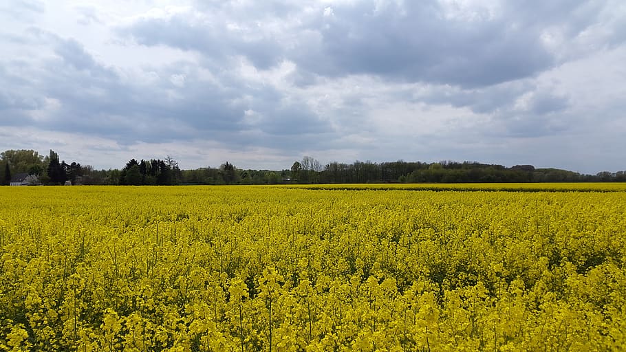 oilseed rape, field of rapeseeds, field, yellow, clouds, summer, arable, flowers, landscape, plant
