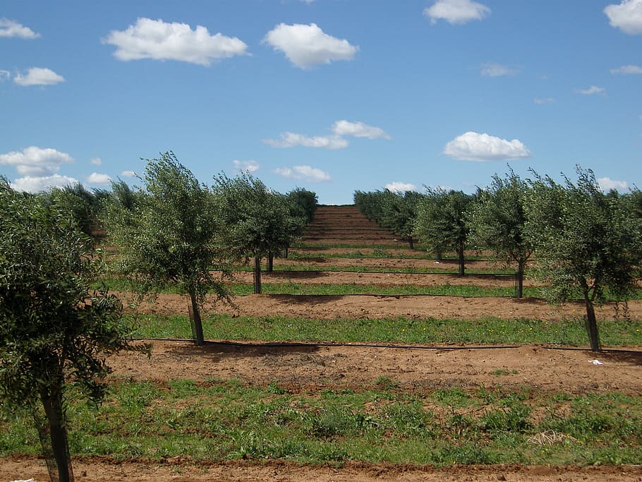 olive trees, portugal, alentejo, olive grove, olive tree, sky, cloud - sky, plant, tree, nature