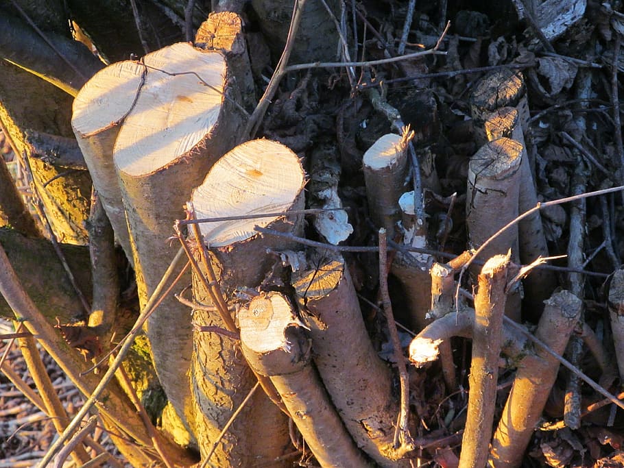 tree stump, wood, log, tree, like, sawed off, saw, nature, firewood, deforestation