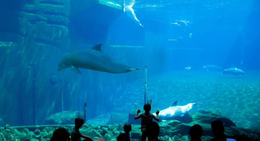 Dolphins, Aquarium, Dolphin, underwater world, diving, swim, viewers, nuremberg, lagoon, tiergarten