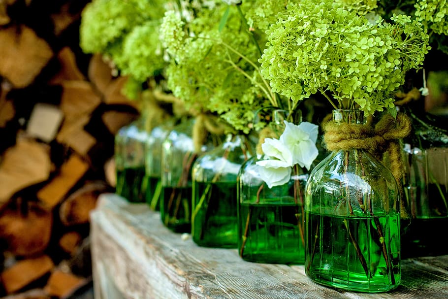 green, plants, clear, glass bottles, vases, decoration, plant, flower, still life, flower vases