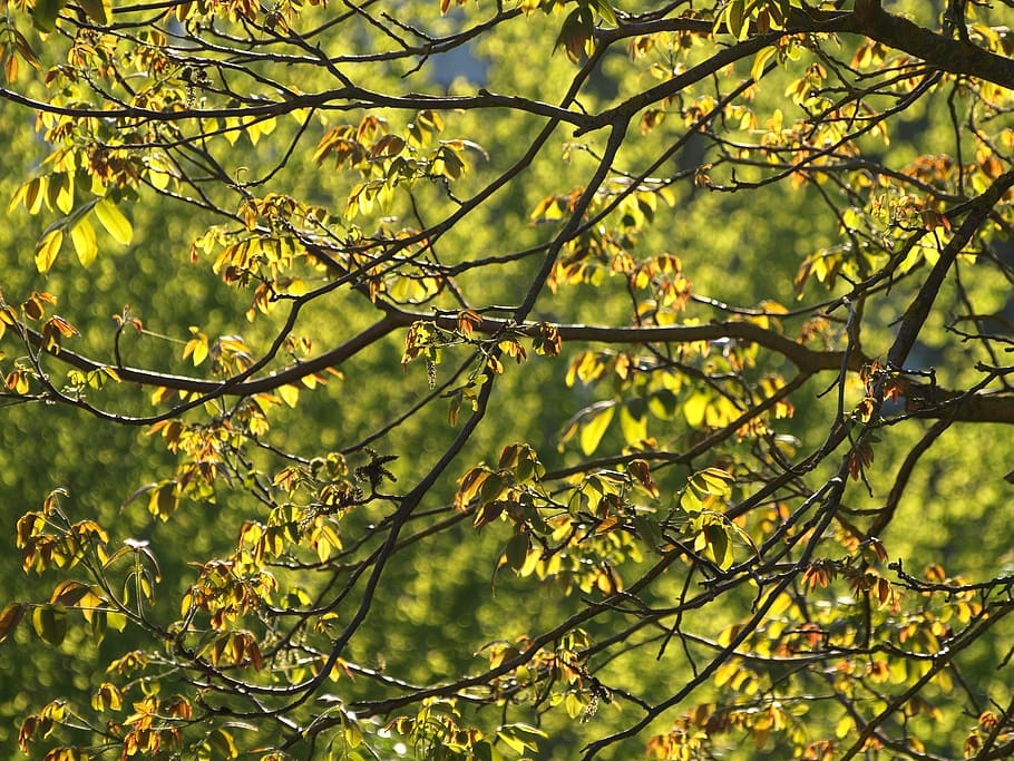 walnut tree, leaves, sun, walnut, tree, foliage, backlighting, beautiful, spring, plant