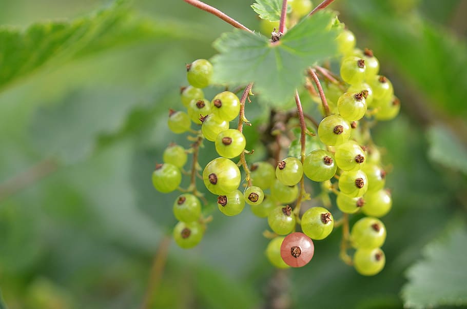 green, dogwood tree berries, red currant, berries, immature, bush, ribes rubrum, garden currant, currant, ribes
