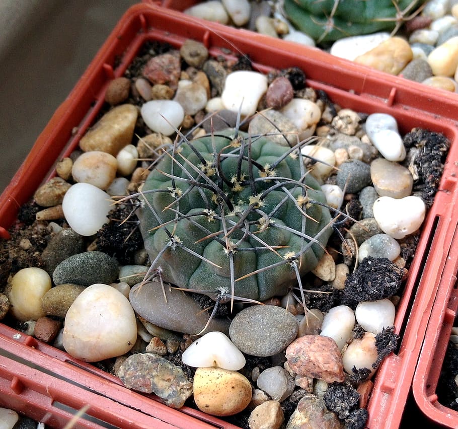 gymnocalycium, cactus, barb, scratchy, succulent, in a pot, plants in pots, green, little, needles