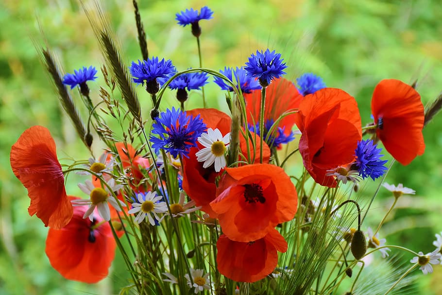 red, blue, white, flowers, poppy, poppies, cornflowers, red poppy, klatschmohn, nature