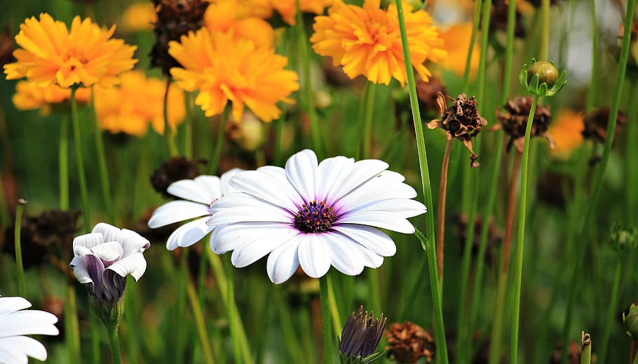white, osteospermum flower, selective, focus photography, marguerite, flower, plant, blossom, bloom, flora