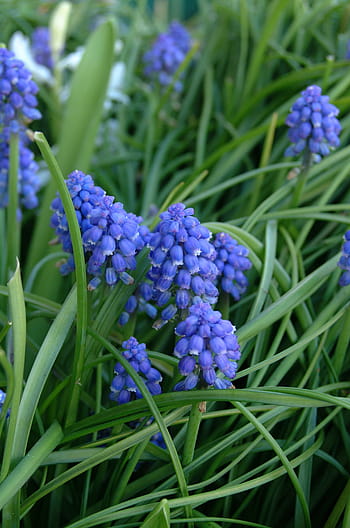 Página 11 | Fotos hermosas flores azules libres de regalías | Pxfuel