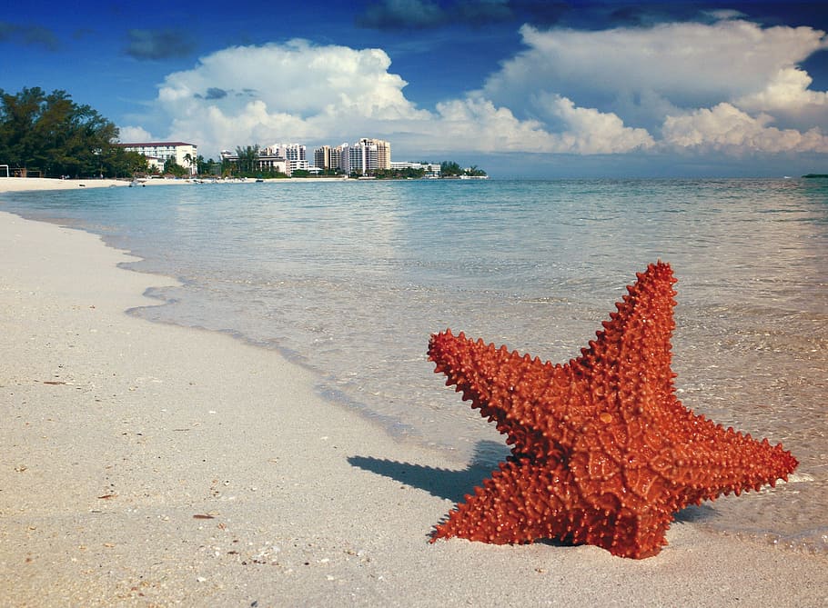 brown, starfish, seashore, cloudy, sky, sand, bahamas, nassau, sea, tropical