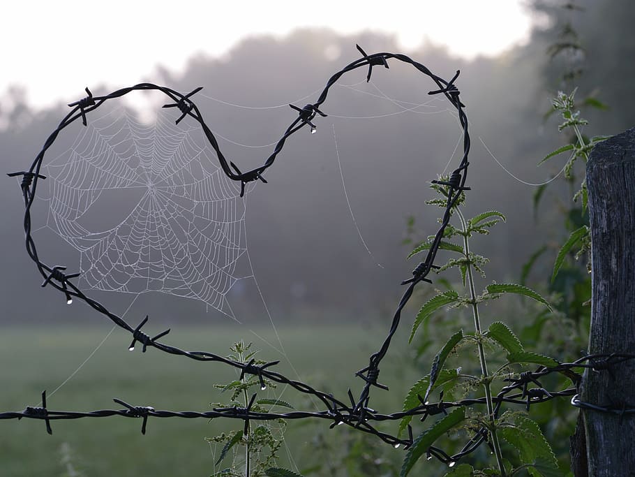 heart-shaped, barbed, wire, spider webs, close-up photography, cobweb, heart, love, protection, safety