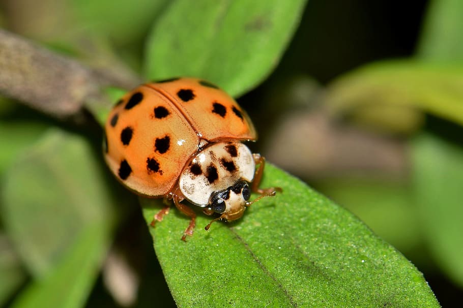 Ladybug, Ladybird, Lady Beetle, harlequin lady beetle, multicolored, multivariate, pumpkin lady beetle, bug, flying insect, winged insect