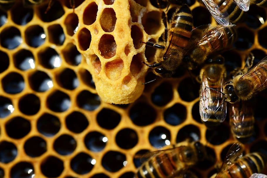 enjambre, abejas, panal de miel, copa de la reina, abeja melífera, nuevo compartimiento de cría de la reina, abejas rápidas, abeja reina, copa de la reina abierta, apis mellifera