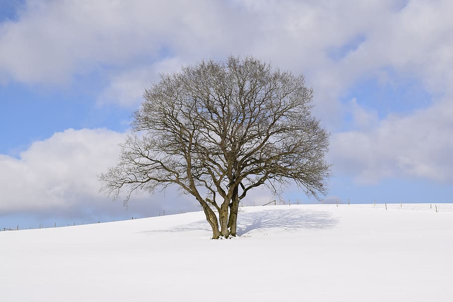 winter wonderland, eifel, snow, winter, wintry, tree, nature, clouds, cold temperature, bare tree