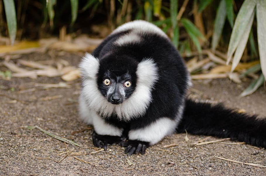 Lemur preto, branco, Ruffed, animal, ao lado, plantas, um animal, mamífero, animais selvagens, vertebrado