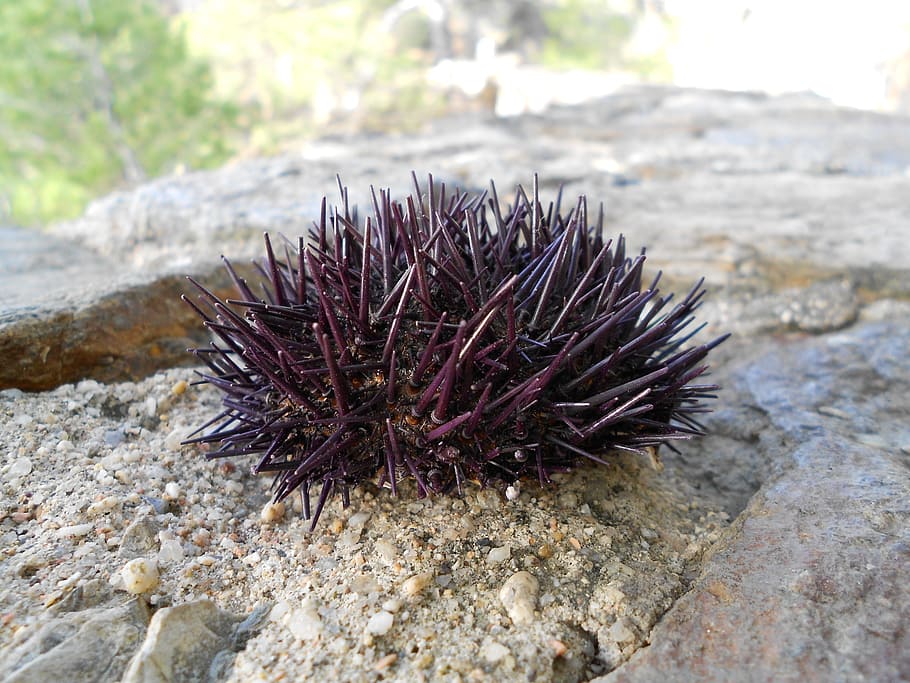sea urchin, animal, nature, marine, natural, wildlife, summer, seaside, spike, echinoidea