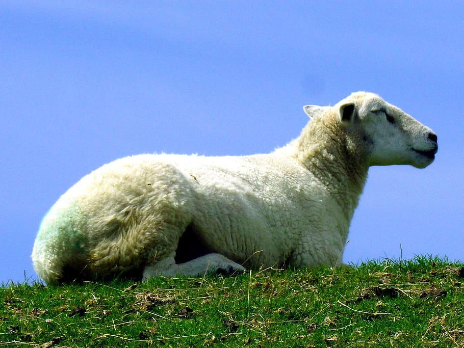domba, perempuan, hewan, mamalia, berbaring, kulit domba, putih, tidak aktif, alam, keluar