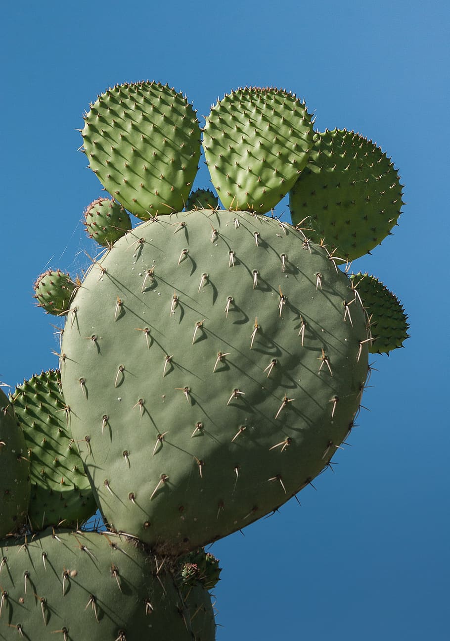 Cactus, plumas, espinas, espina, nopal, color verde, con púas, crecimiento, planta suculenta, planta