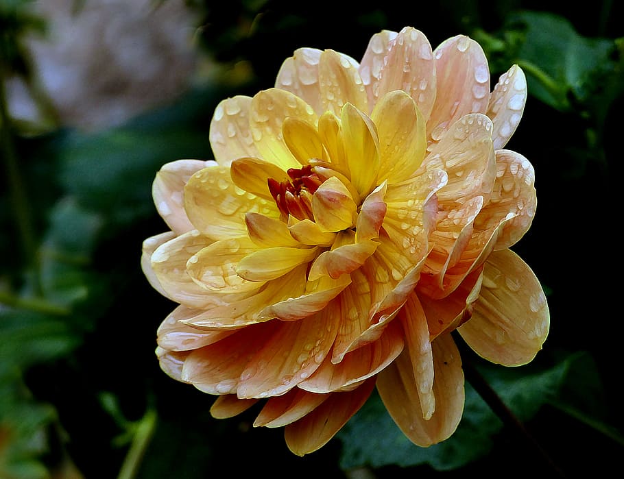 Margaret, Dahlia, yellow petaled flower, flower, flowering plant, petal, plant, vulnerability, beauty in nature, fragility