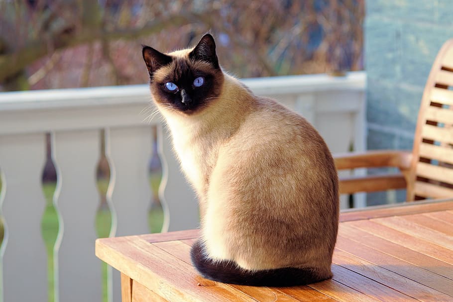 シャム猫, 座っている, 茶色, 木製, テーブル, 猫, 毛皮, 子猫, 品種猫, mieze