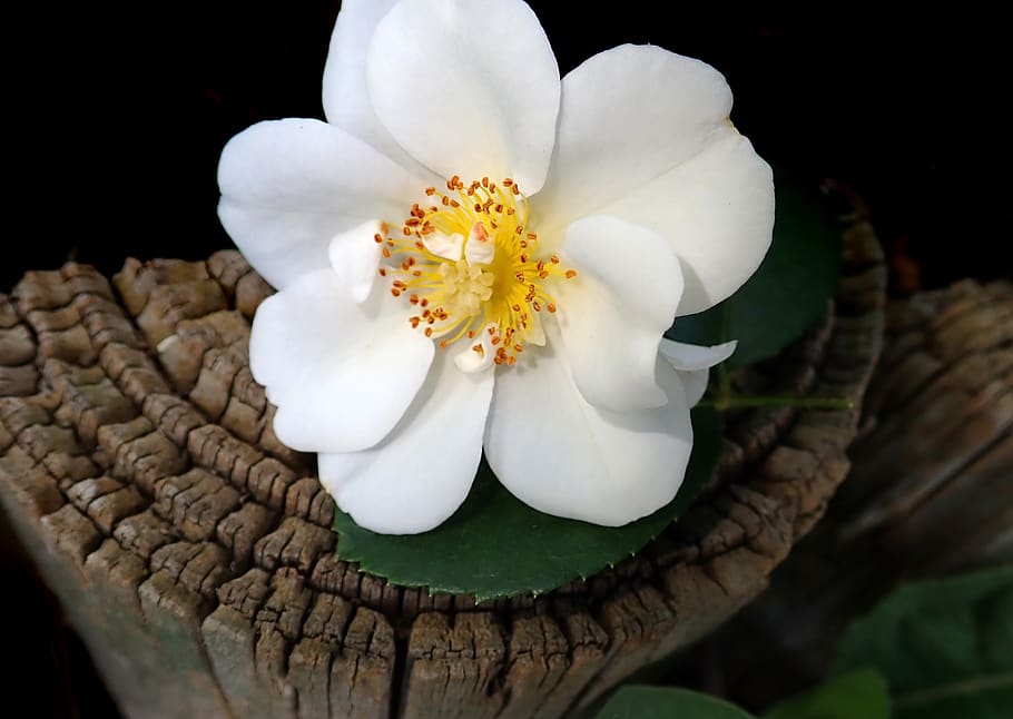 rose, white, fragrant, flower, stamens, pollen, wood, log, garden, nature