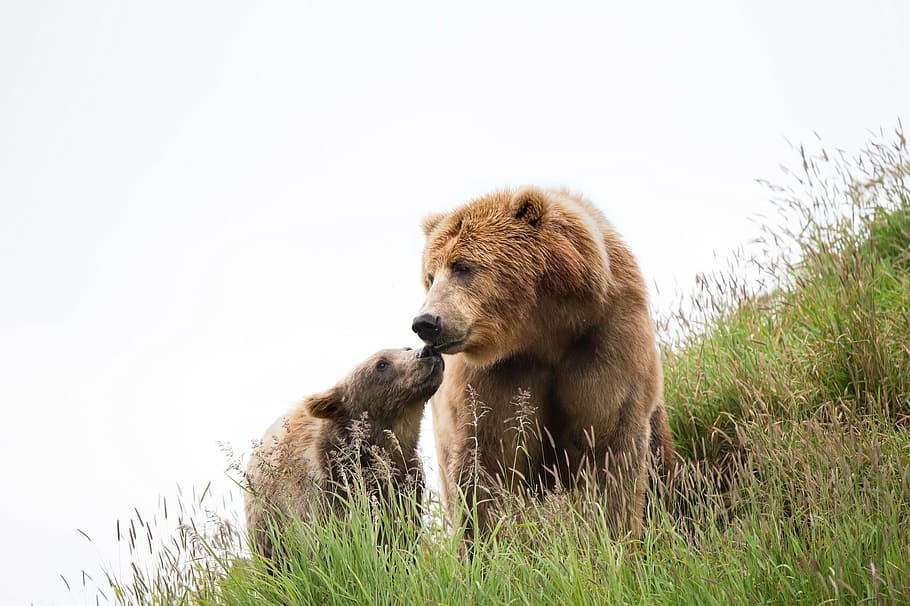 two, brown, bears, green, field, kodiak brown bears, cub, female, wildlife, predator