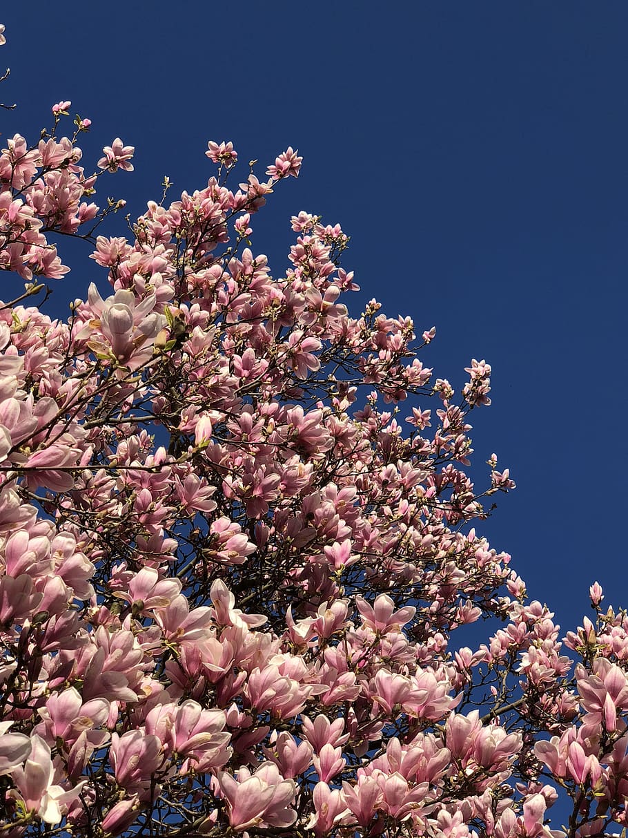 Magnolia, flor, naturaleza, planta, temporada, árbol, primavera, planta floreciente, belleza en la naturaleza, vista de ángulo bajo