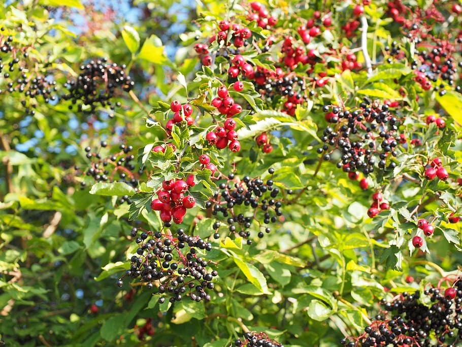 bush, scrub, hedge, berries, fruits, red, eingriffeliger hawthorn, leaves, aesthetic, crataegus monogyna