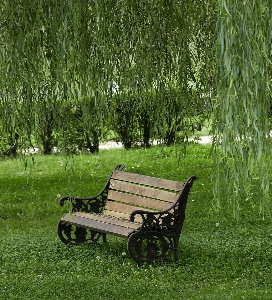 Willow, Bench, Tree, Nature, park, outdoors, park - Man Made Space, grass, green Color, no People