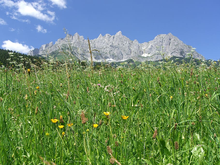 wilder kaiser, mountain side, tirol, alps, plant, sky, beauty in nature, growth, mountain, land