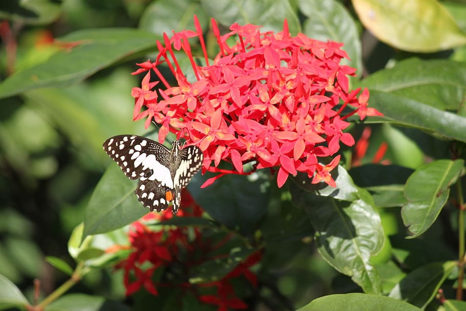 ixora, red, flower, cluster, butterfly, insect, plant, flora, floral, bush