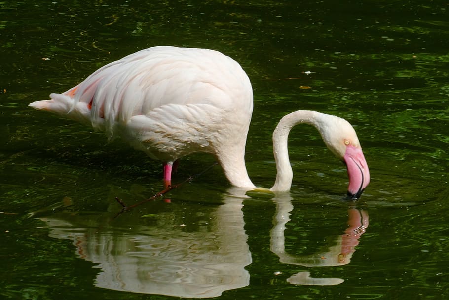 flamingo, pond, bird, water, beak, feathers, fauna, beauty, pink, animal park