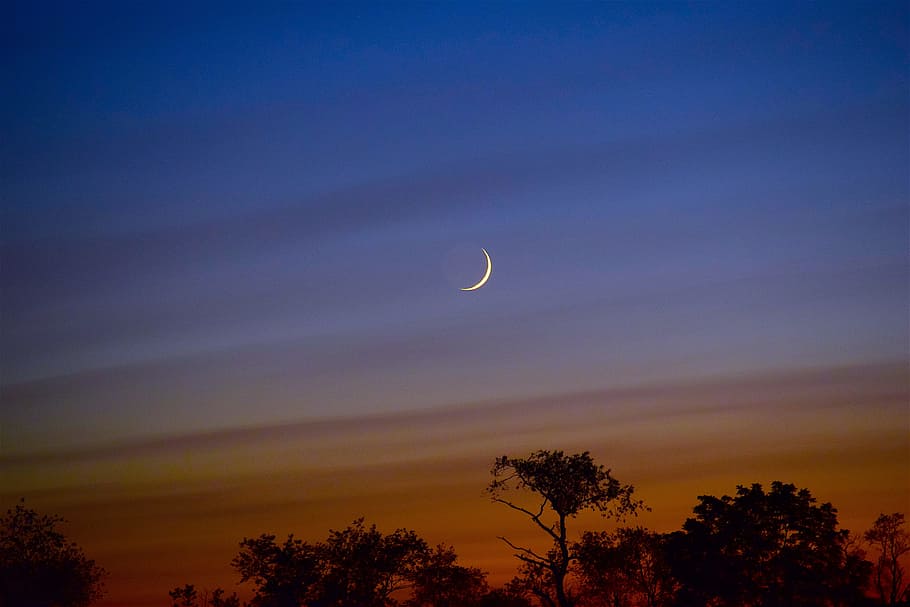 trees, crescent moon, moon, sky, crescent, sunset, colorful, night, light, nature