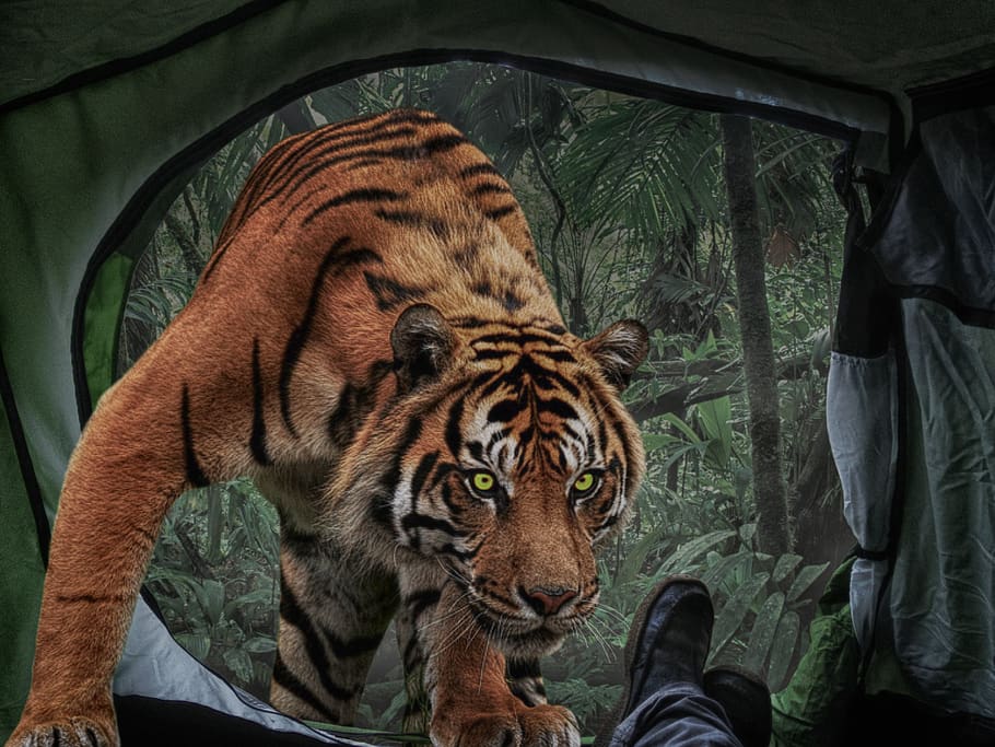 photomontage, composing, tigers, tent, risk, adventure, atmosphere, surreal, mysterious, fantasy