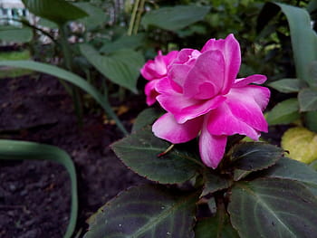 Royalty-free gardenia photos free download | Pxfuel