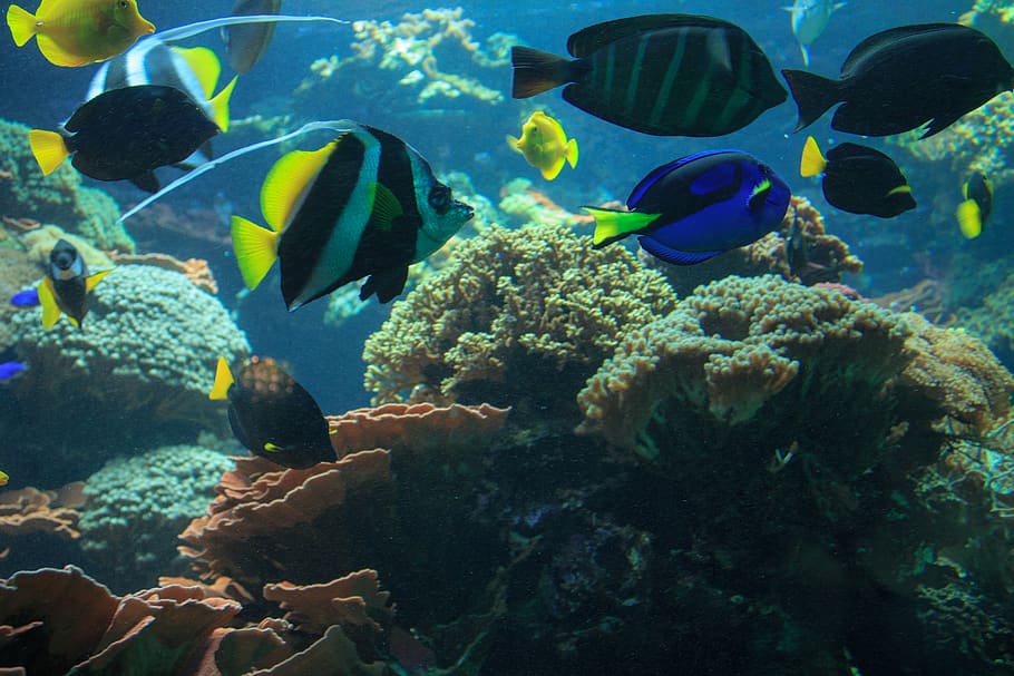 peixe, aquário, subaquático, mundo subaquático, água, azul, nadar, jardim zoológico, mar, embaixo da agua