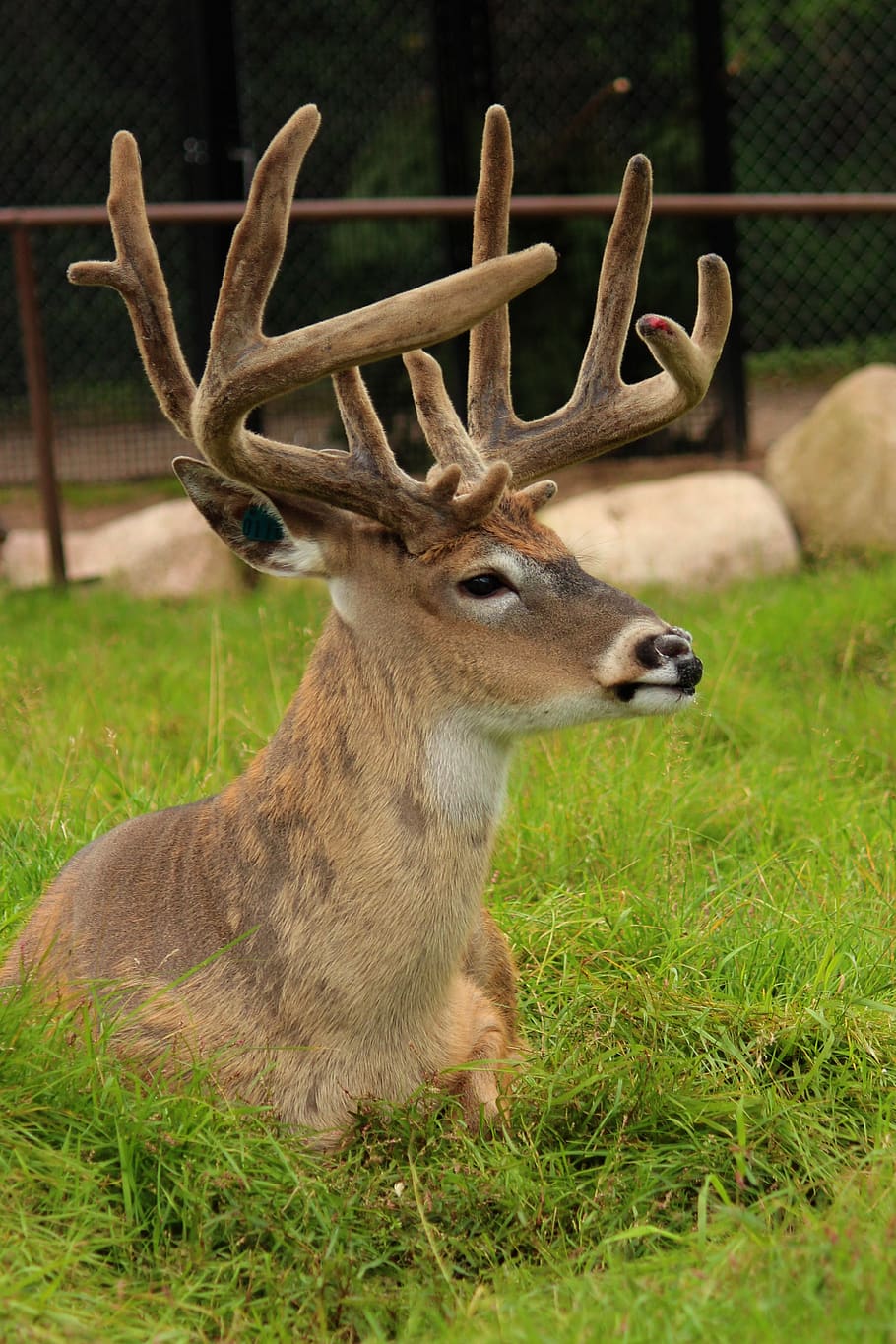 whitetail deer, animal, deer, wildlife, mammal, wild, fur, brown, antlers, horns