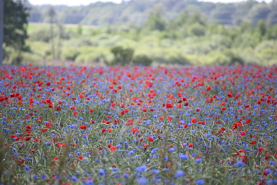 field of poppies, nature, field, thriving mohnfeld, plant, flower, flowering plant, growth, beauty in nature, landscape