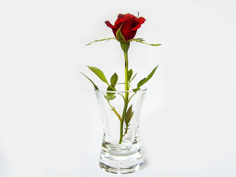 rose, glass, red, flower, plant, flowering plant, freshness, beauty in nature, white background, nature