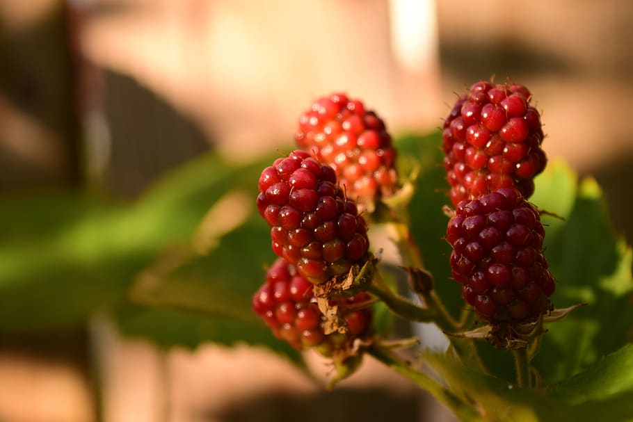 blackberries, unripe blackberries, immature, fruits, berries, red, bush, fruit, plant, nature