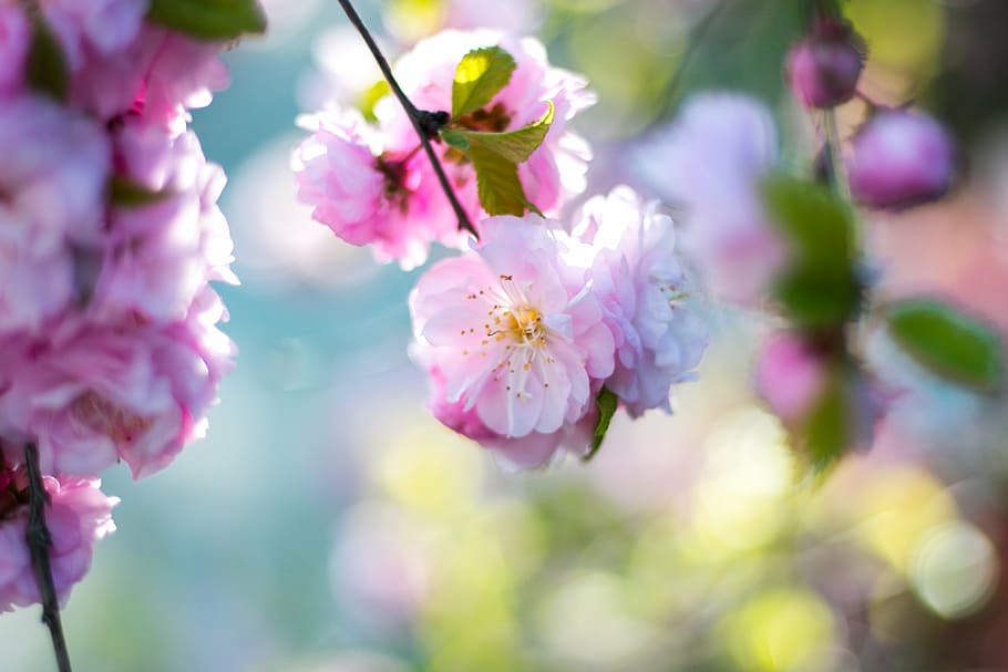 closeup, foto, putih, merah muda, bunga-bunga yang di petal, mekar, bunga, pohon, cabang, alam