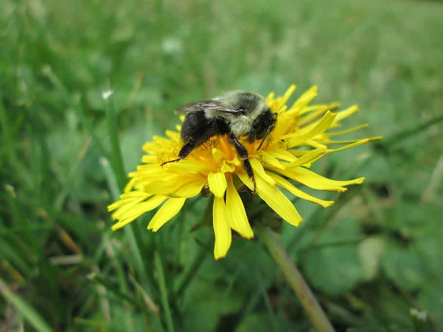 Dandelion, Bumblebee, Alam, Bunga, kuning, serangga, musim semi, hijau, tanaman, makro
