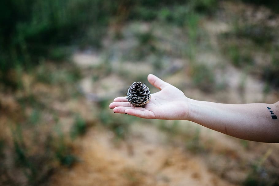 person, holding, pine cone, brown, pine, cone, hand, palm, arm, blur